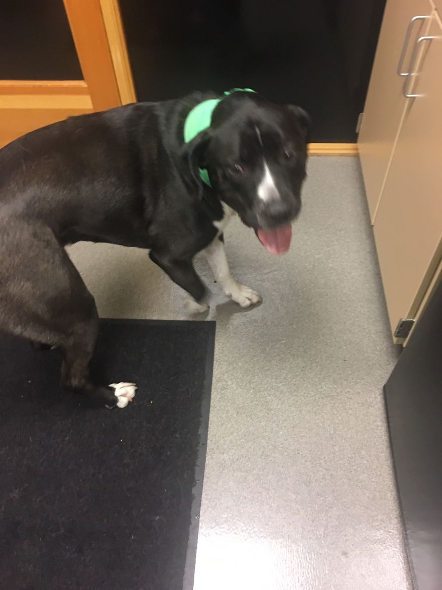 Today My Dog Donated Blood And I Took A Few Photos To Show How Easy It Is