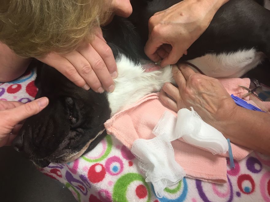 Today My Dog Donated Blood And I Took A Few Photos To Show How Easy It Is