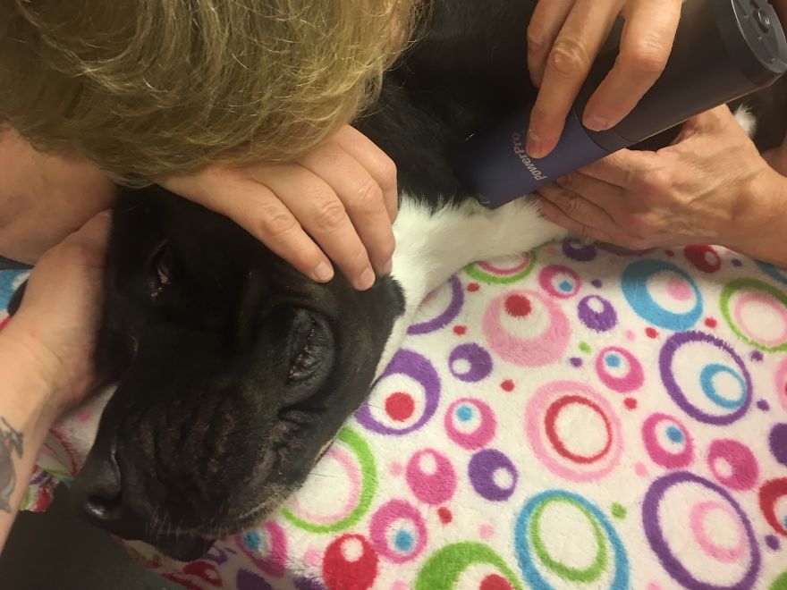 Today My Dog Donated Blood And I Took A Few Photos To Show How Easy It Is