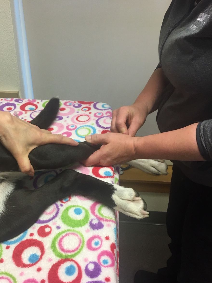 Today My Dog Donated Blood And I Took A Few Photos To Show How Easy It Is