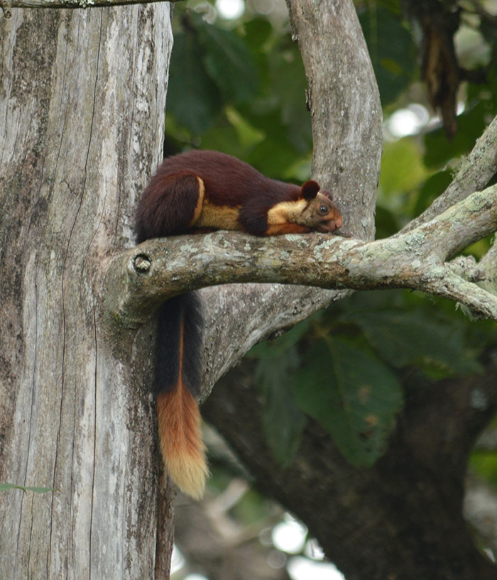There Are Multi-Colored Giant Squirrels Living In India And People Seem To Have Just Found Out About This (17 Pics) There Are Multi-Colored Giant Squirrels Living In India And People Seem To Have Just Found Out About This (17 Pics)