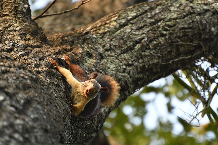 There Are Multi-Colored Giant Squirrels Living In India And People Seem To Have Just Found Out About This (17 Pics) There Are Multi-Colored Giant Squirrels Living In India And People Seem To Have Just Found Out About This (17 Pics)