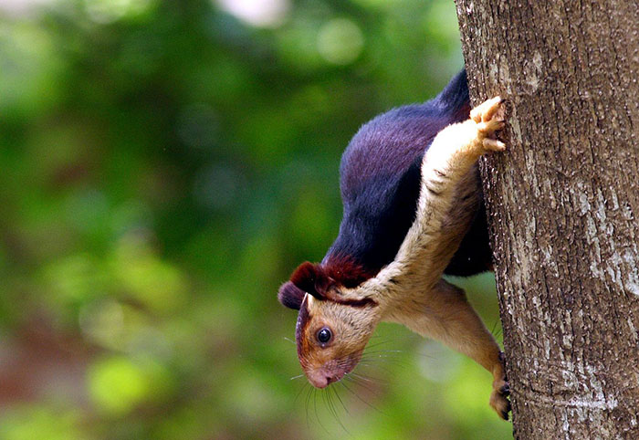 There Are Multi-Colored Giant Squirrels Living In India And People Seem To Have Just Found Out About This (17 Pics) There Are Multi-Colored Giant Squirrels Living In India And People Seem To Have Just Found Out About This (17 Pics)