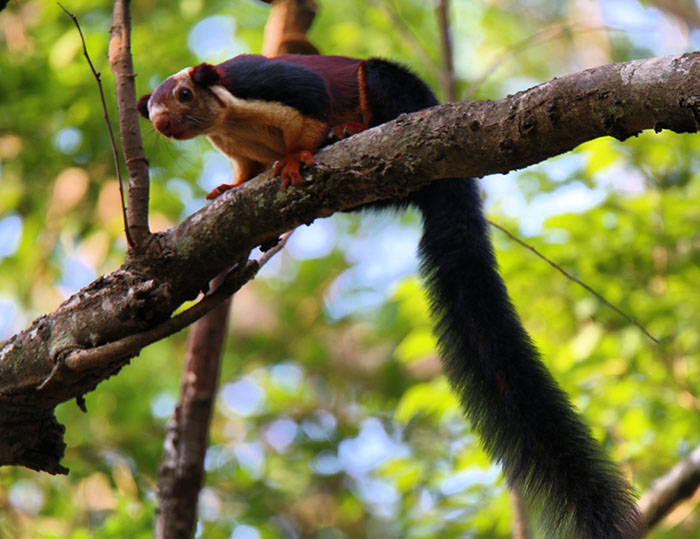 There Are Multi-Colored Giant Squirrels Living In India And People Seem To Have Just Found Out About This (17 Pics) There Are Multi-Colored Giant Squirrels Living In India And People Seem To Have Just Found Out About This (17 Pics)