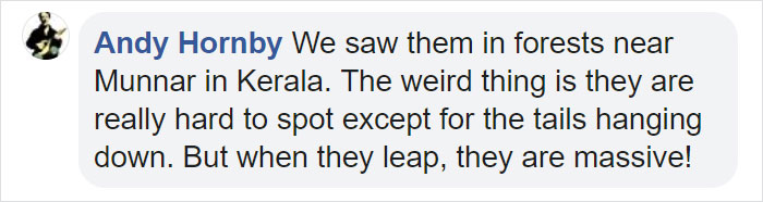 There Are Multi-Colored Giant Squirrels Living In India And People Seem To Have Just Found Out About This (17 Pics) There Are Multi-Colored Giant Squirrels Living In India And People Seem To Have Just Found Out About This (17 Pics)