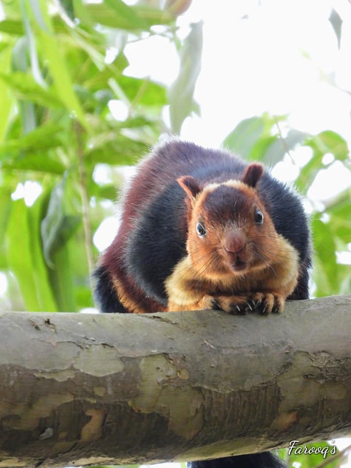 There Are Multi-Colored Giant Squirrels Living In India And People Seem To Have Just Found Out About This (17 Pics) There Are Multi-Colored Giant Squirrels Living In India And People Seem To Have Just Found Out About This (17 Pics)