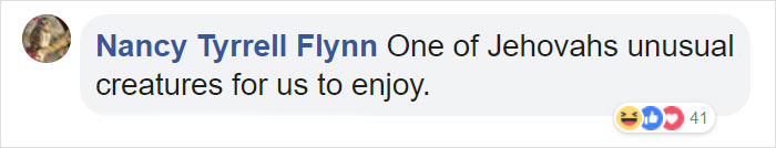 There Are Multi-Colored Giant Squirrels Living In India And People Seem To Have Just Found Out About This (17 Pics) There Are Multi-Colored Giant Squirrels Living In India And People Seem To Have Just Found Out About This (17 Pics)