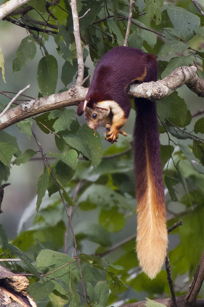 There Are Multi-Colored Giant Squirrels Living In India And People Seem To Have Just Found Out About This (17 Pics) There Are Multi-Colored Giant Squirrels Living In India And People Seem To Have Just Found Out About This (17 Pics)