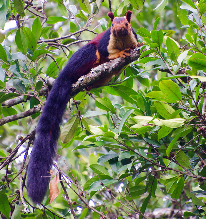 There Are Multi-Colored Giant Squirrels Living In India And People Seem To Have Just Found Out About This (17 Pics) There Are Multi-Colored Giant Squirrels Living In India And People Seem To Have Just Found Out About This (17 Pics)