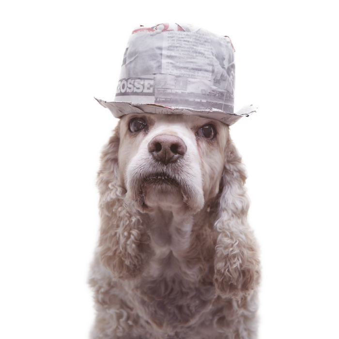 I Make Cute Hats For Dogs Out Of Trash To Prove That All Shelter Pets Deserve A Second Chance (26 Puppy Pics)