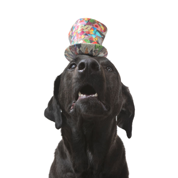 I Make Cute Hats For Dogs Out Of Trash To Prove That All Shelter Pets Deserve A Second Chance (26 Puppy Pics)