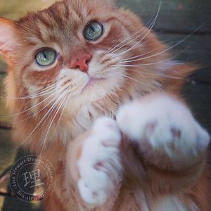 eclisastewart avatar