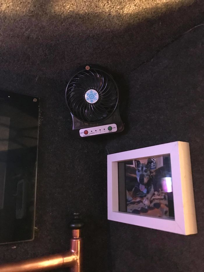 This Dog Has Trust Issues, So The Owner Built A 'Boudoir Bedroom' That Even Has A 'TV', To Comfort Him