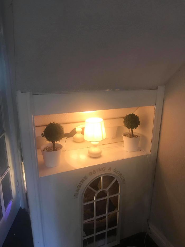 This Dog Has Trust Issues, So The Owner Built A 'Boudoir Bedroom' That Even Has A 'TV', To Comfort Him This Dog Has Trust Issues, So The Owner Built A 'Boudoir Bedroom' That Even Has A 'TV', To Comfort Him