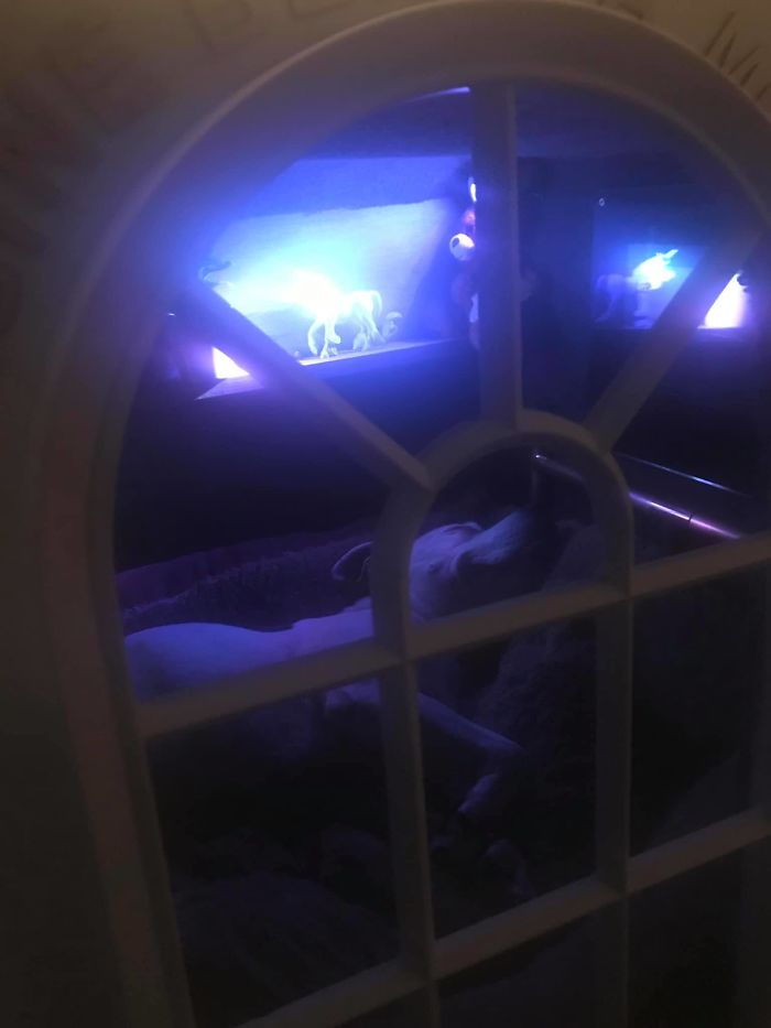 This Dog Has Trust Issues, So The Owner Built A 'Boudoir Bedroom' That Even Has A 'TV', To Comfort Him