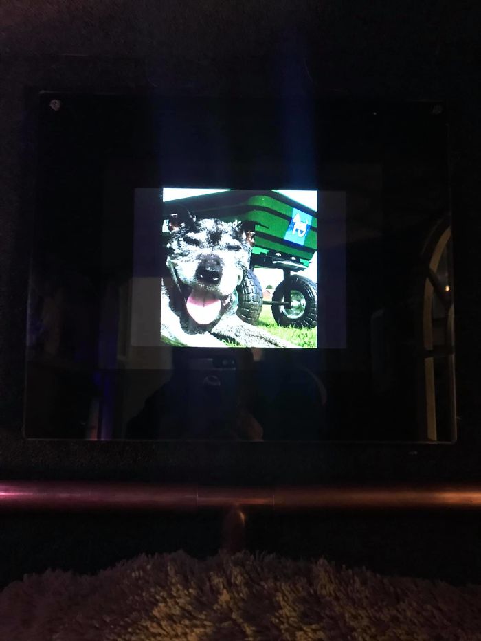 This Dog Has Trust Issues, So The Owner Built A 'Boudoir Bedroom' That Even Has A 'TV', To Comfort Him