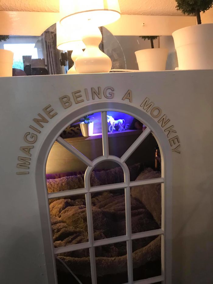 This Dog Has Trust Issues, So The Owner Built A 'Boudoir Bedroom' That Even Has A 'TV', To Comfort Him