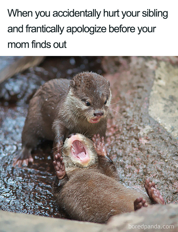 Two playful otters depicting a sibling meme, one apologizing to the other in a humorous setting.