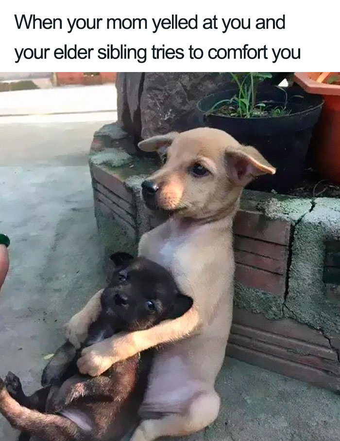 Puppy comforting another puppy, illustrating sibling memes with a humorous caption.