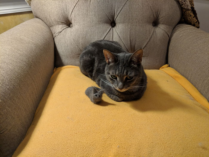 Woman Makes 'A Cat Out Of Her Cat' By Using Cat's Hair And The Result Inspires Others To Do The Same Woman Makes 'A Cat Out Of Her Cat' By Using Cat's Hair And The Result Inspires Others To Do The Same