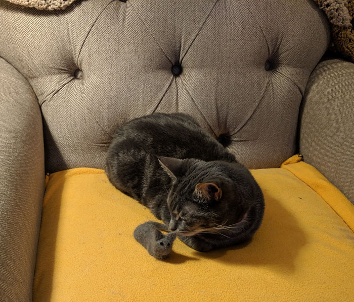 Woman Makes 'A Cat Out Of Her Cat' By Using Cat's Hair And The Result Inspires Others To Do The Same Woman Makes 'A Cat Out Of Her Cat' By Using Cat's Hair And The Result Inspires Others To Do The Same