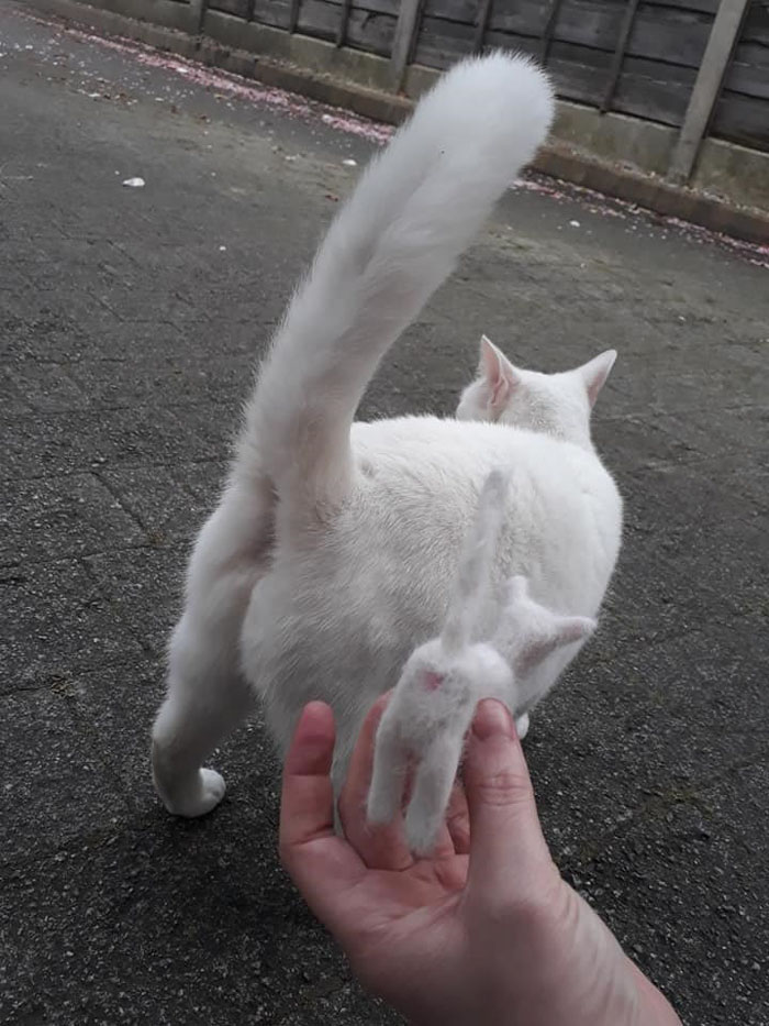 Woman Makes 'A Cat Out Of Her Cat' By Using Cat's Hair And The Result Inspires Others To Do The Same