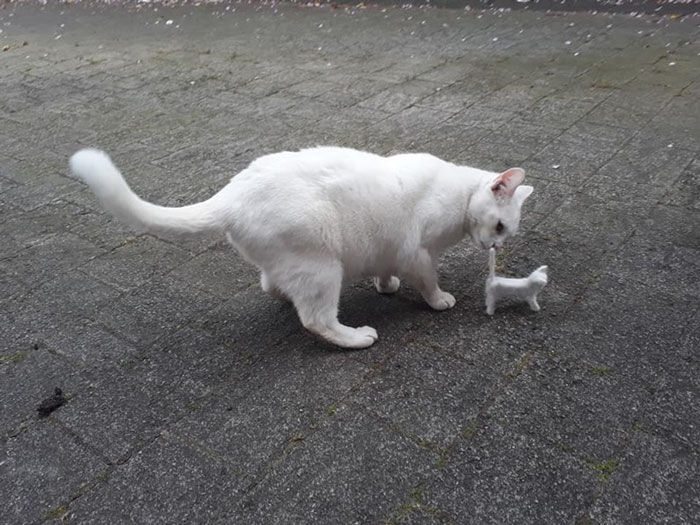 Woman Makes 'A Cat Out Of Her Cat' By Using Cat's Hair And The Result Inspires Others To Do The Same
