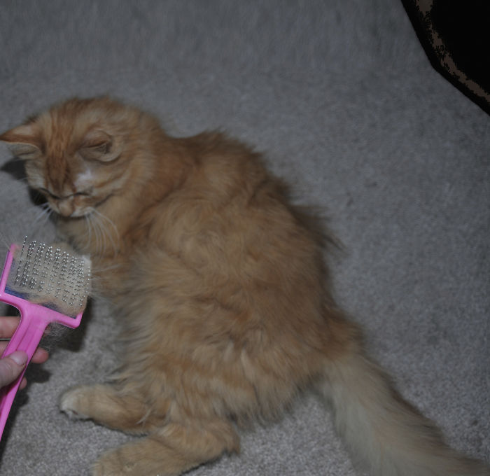 Woman Makes 'A Cat Out Of Her Cat' By Using Cat's Hair And The Result Inspires Others To Do The Same