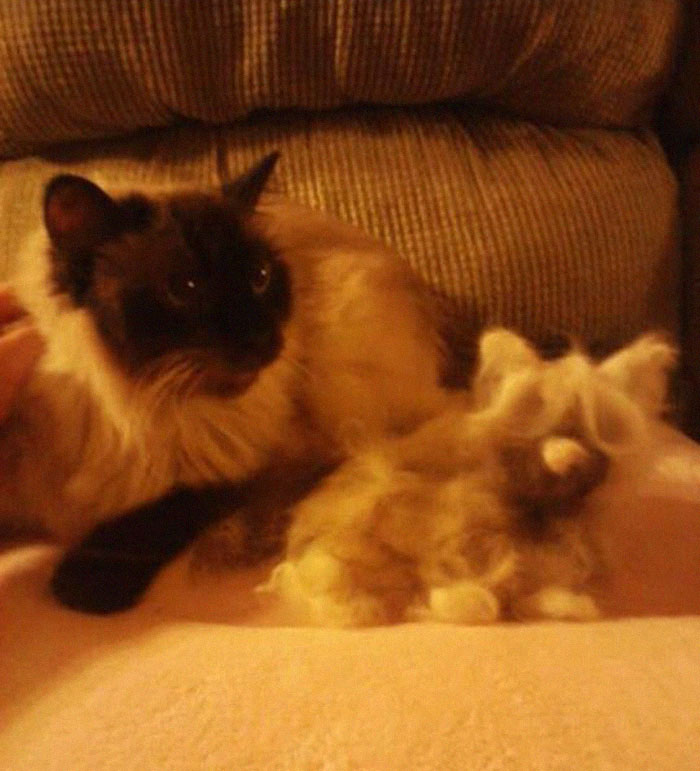 Woman Makes 'A Cat Out Of Her Cat' By Using Cat's Hair And The Result Inspires Others To Do The Same Woman Makes 'A Cat Out Of Her Cat' By Using Cat's Hair And The Result Inspires Others To Do The Same