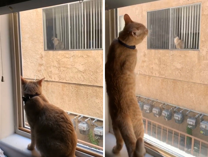 These Two Cats Fell In Love After Seeing Each Other Through Windows, Their Owners Make Sure They Get A Date These Two Cats Fell In Love After Seeing Each Other Through Windows, Their Owners Make Sure They Get A Date