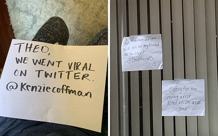 These Two Cats Fell In Love After Seeing Each Other Through Windows, Their Owners Make Sure They Get A Date These Two Cats Fell In Love After Seeing Each Other Through Windows, Their Owners Make Sure They Get A Date