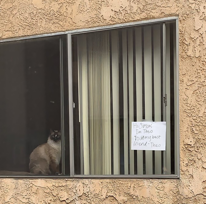 These Two Cats Fell In Love After Seeing Each Other Through Windows, Their Owners Make Sure They Get A Date These Two Cats Fell In Love After Seeing Each Other Through Windows, Their Owners Make Sure They Get A Date