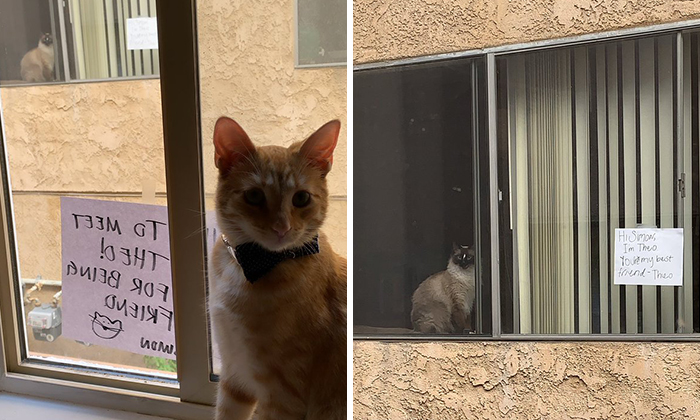 These Two Cats Fell In Love After Seeing Each Other Through Windows, Their Owners Make Sure They Get A Date