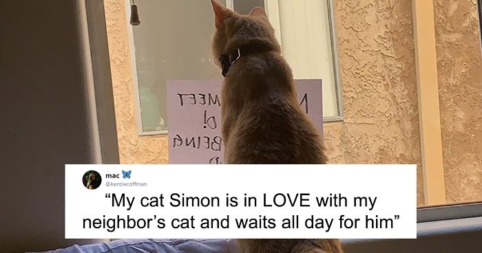 These Two Cats Fell In Love After Seeing Each Other Through Windows, Their Owners Make Sure They Get A Date