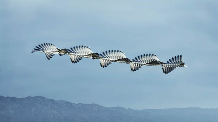 10 Stunning Photos That Capture The Flight Patterns Of Birds By Xavi Bou