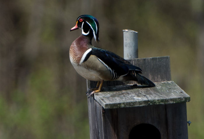 Duckling Gets Raised By An Owl And The Photos Are Adorable Duckling Gets Raised By An Owl And The Photos Are Adorable