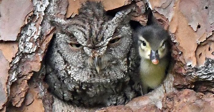 Duckling Gets Raised By An Owl And The Photos Are Adorable