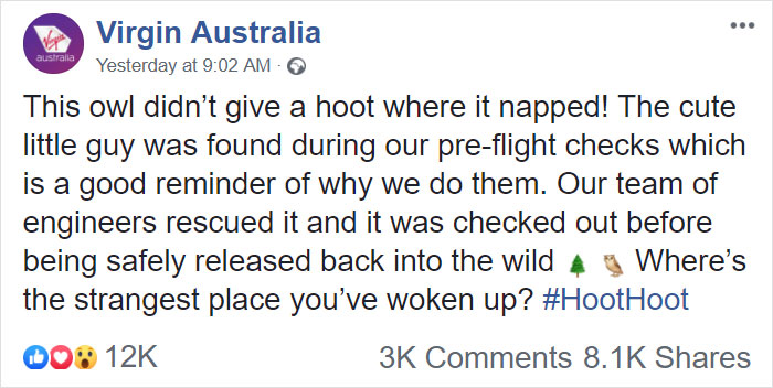 During Pre-Flight Check, Engineers Discover An Owl Taking A Nap In The Plane's Engine During Pre-Flight Check, Engineers Discover An Owl Taking A Nap In The Plane's Engine
