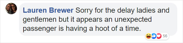 During Pre-Flight Check, Engineers Discover An Owl Taking A Nap In The Plane's Engine