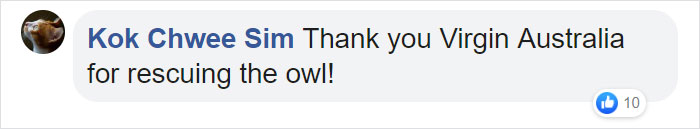 During Pre-Flight Check, Engineers Discover An Owl Taking A Nap In The Plane's Engine