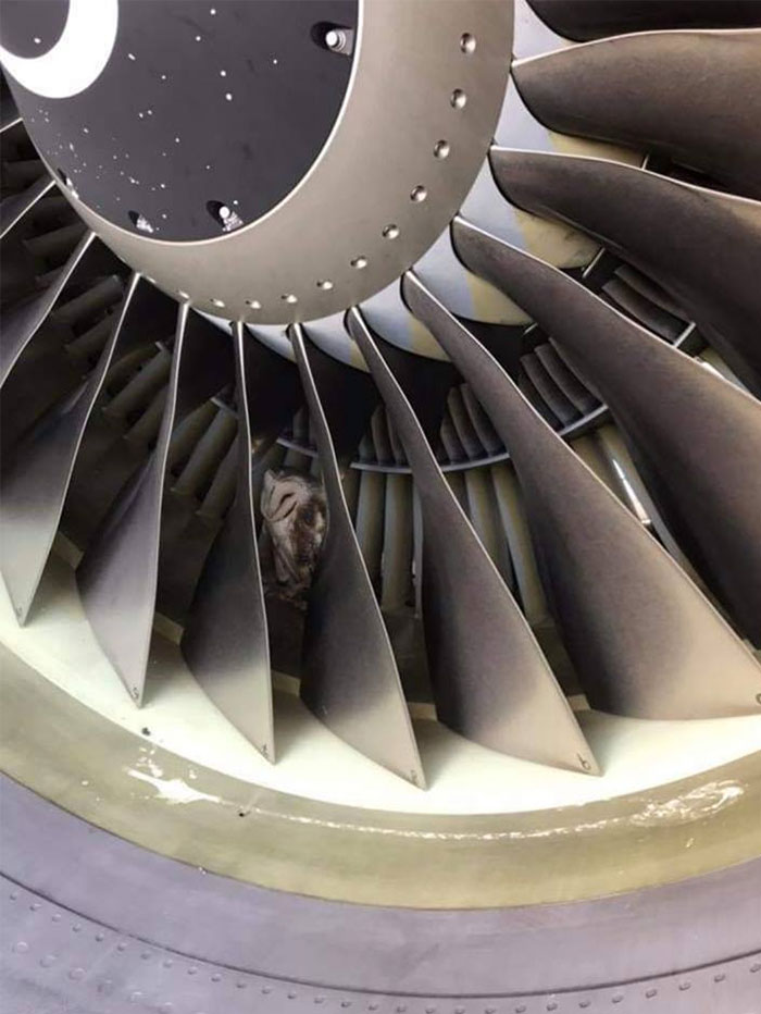 During Pre-Flight Check, Engineers Discover An Owl Taking A Nap In The Plane's Engine