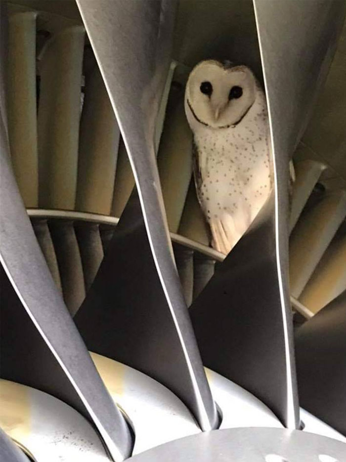 During Pre-Flight Check, Engineers Discover An Owl Taking A Nap In The Plane's Engine During Pre-Flight Check, Engineers Discover An Owl Taking A Nap In The Plane's Engine