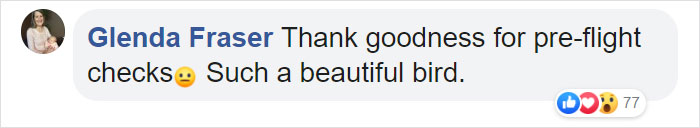 During Pre-Flight Check, Engineers Discover An Owl Taking A Nap In The Plane's Engine