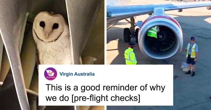 During Pre-Flight Check, Engineers Discover An Owl Taking A Nap In The Plane’s Engine