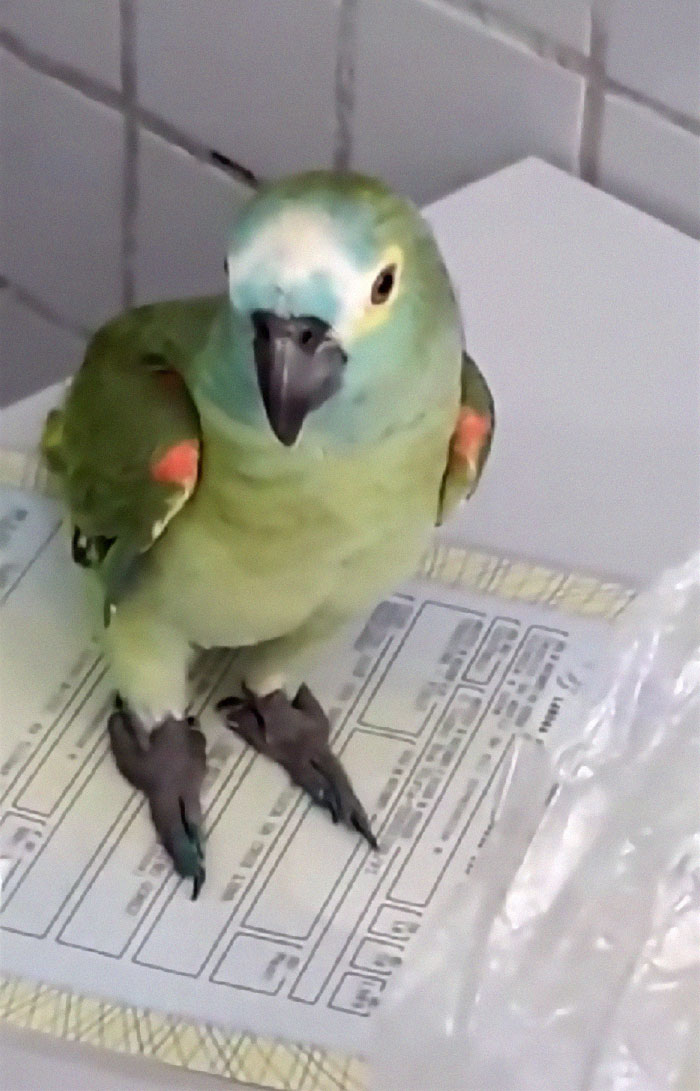 Parrot Goes To 'Jail' After Warning Its Owners About A Police Drug Raid