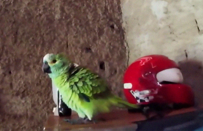 Parrot Goes To 'Jail' After Warning Its Owners About A Police Drug Raid Parrot Goes To 'Jail' After Warning Its Owners About A Police Drug Raid