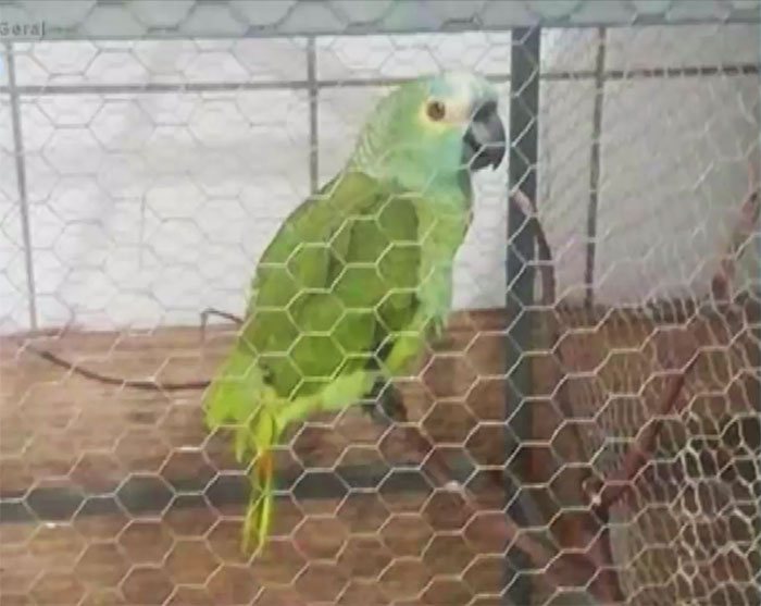 Parrot Goes To 'Jail' After Warning Its Owners About A Police Drug Raid Parrot Goes To 'Jail' After Warning Its Owners About A Police Drug Raid