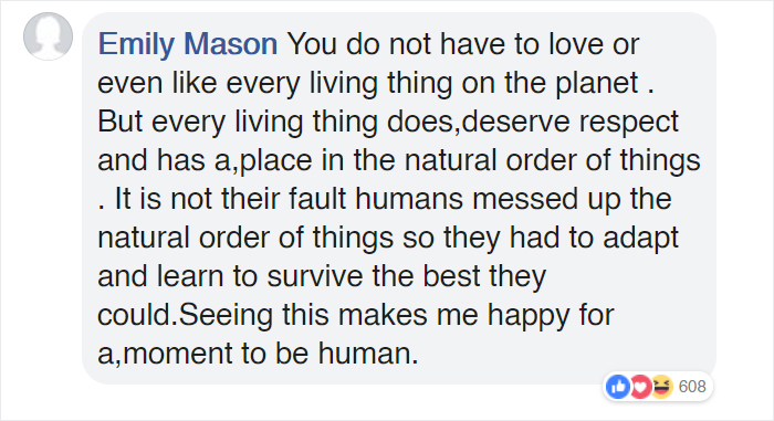 Bystanders In Brazil Teamed Up To Help A Giant Anaconda Cross The Road