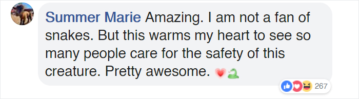 Bystanders In Brazil Teamed Up To Help A Giant Anaconda Cross The Road Bystanders In Brazil Teamed Up To Help A Giant Anaconda Cross The Road