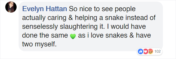 Bystanders In Brazil Teamed Up To Help A Giant Anaconda Cross The Road